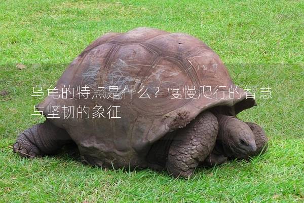 乌龟的特点是什么？慢慢爬行的智慧与坚韧的象征