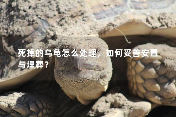 死掉的乌龟怎么处理，如何妥善安置与埋葬？
