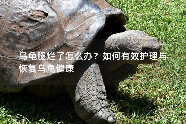 乌龟腿烂了怎么办？如何有效护理与恢复乌龟健康
