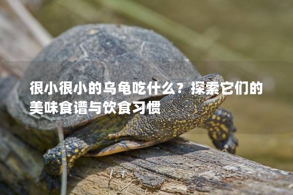 很小很小的乌龟吃什么？探索它们的美味食谱与饮食习惯