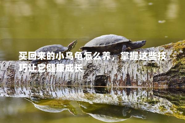 买回来的小乌龟怎么养，掌握这些技巧让它健康成长