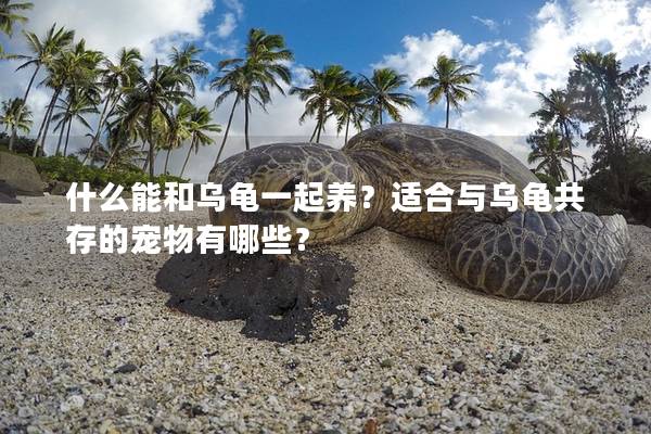 什么能和乌龟一起养？适合与乌龟共存的宠物有哪些？