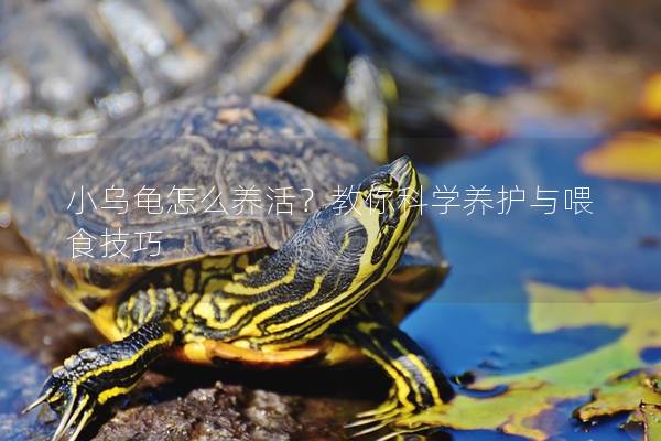 小乌龟怎么养活？教你科学养护与喂食技巧