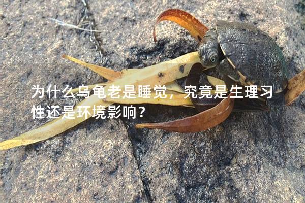 为什么乌龟老是睡觉，究竟是生理习性还是环境影响？