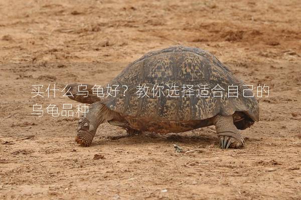 买什么乌龟好？教你选择适合自己的乌龟品种