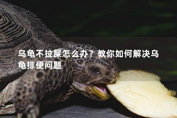 乌龟不拉屎怎么办？教你如何解决乌龟排便问题