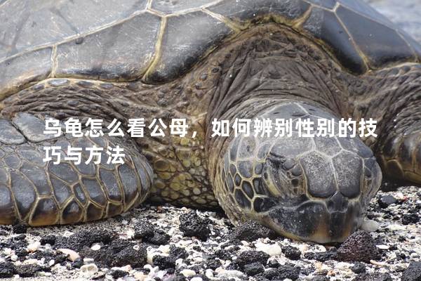 乌龟怎么看公母，如何辨别性别的技巧与方法