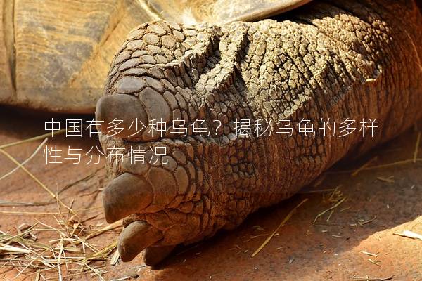 中国有多少种乌龟？揭秘乌龟的多样性与分布情况
