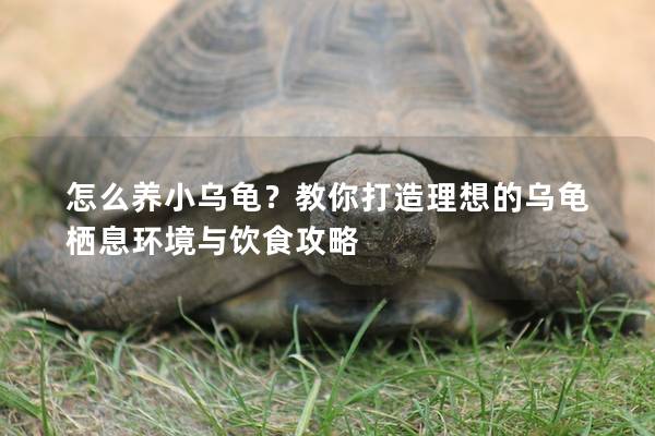 怎么养小乌龟？教你打造理想的乌龟栖息环境与饮食攻略