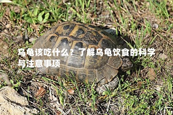 乌龟该吃什么？了解乌龟饮食的科学与注意事项