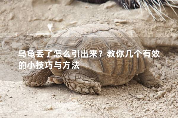 乌龟丢了怎么引出来？教你几个有效的小技巧与方法