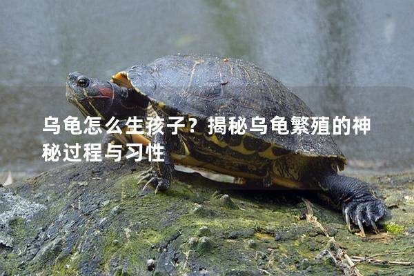 乌龟怎么生孩子？揭秘乌龟繁殖的神秘过程与习性