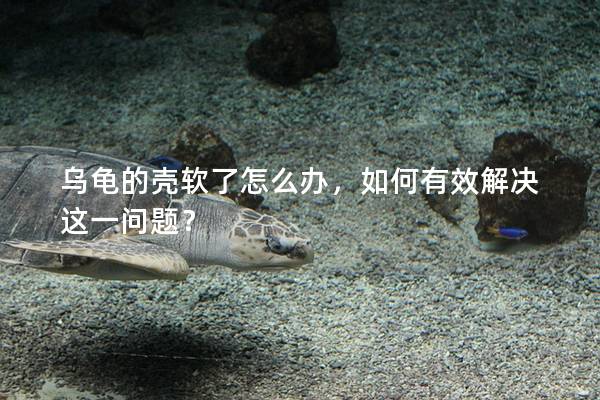 乌龟的壳软了怎么办，如何有效解决这一问题？