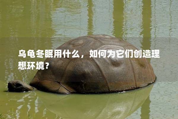 乌龟冬眠用什么，如何为它们创造理想环境？