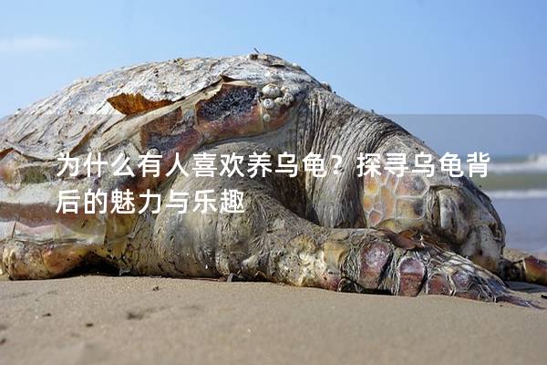 为什么有人喜欢养乌龟？探寻乌龟背后的魅力与乐趣