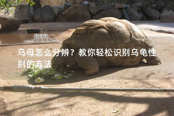 乌母怎么分辨？教你轻松识别乌龟性别的方法