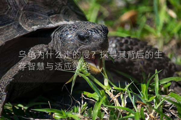 乌龟为什么走的慢？探寻其背后的生存智慧与适应策略