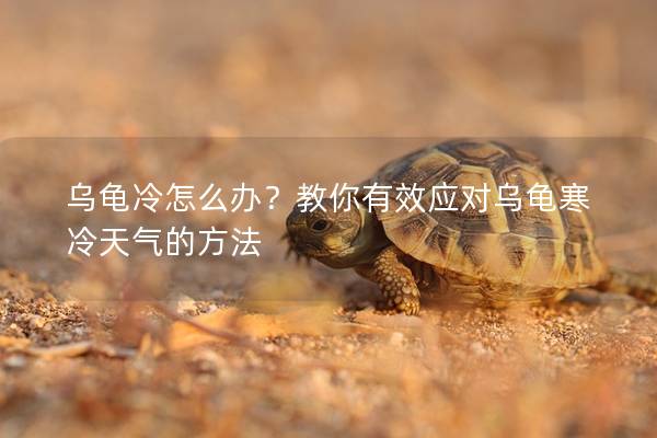 乌龟冷怎么办？教你有效应对乌龟寒冷天气的方法