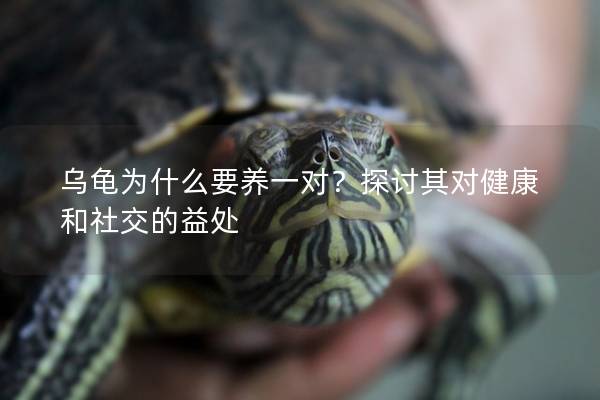 乌龟为什么要养一对？探讨其对健康和社交的益处