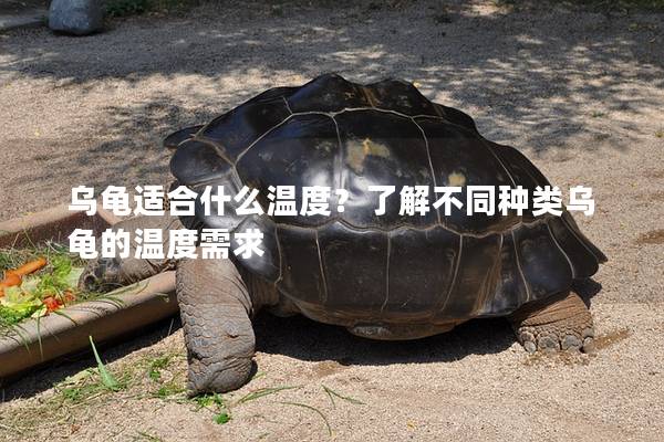 乌龟适合什么温度？了解不同种类乌龟的温度需求