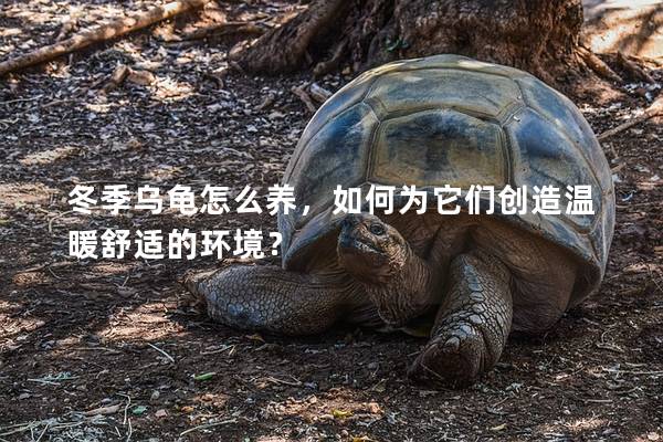 冬季乌龟怎么养，如何为它们创造温暖舒适的环境？
