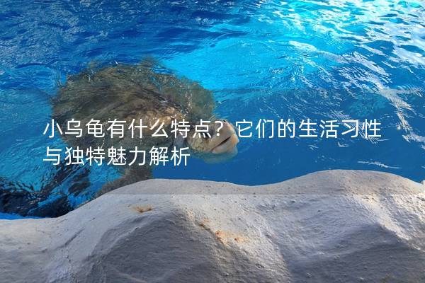 小乌龟有什么特点？它们的生活习性与独特魅力解析