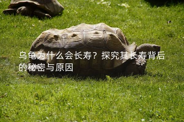 乌龟为什么会长寿？探究其长寿背后的秘密与原因