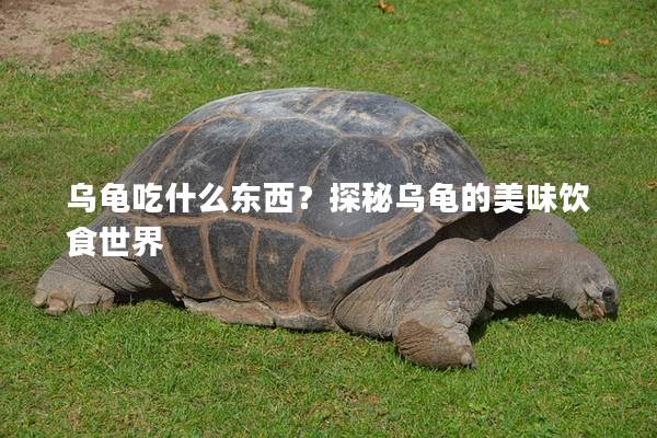 乌龟吃什么东西？探秘乌龟的美味饮食世界