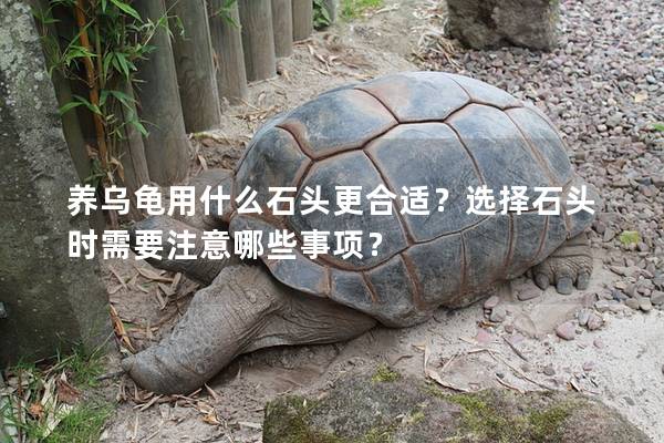 养乌龟用什么石头更合适？选择石头时需要注意哪些事项？