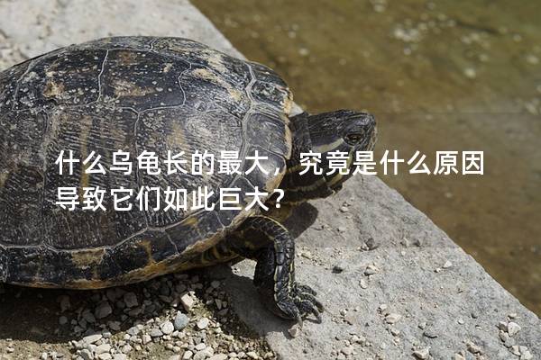 什么乌龟长的最大，究竟是什么原因导致它们如此巨大？