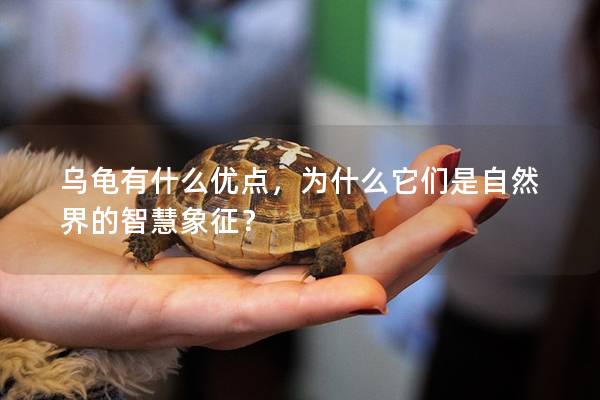 乌龟有什么优点，为什么它们是自然界的智慧象征？