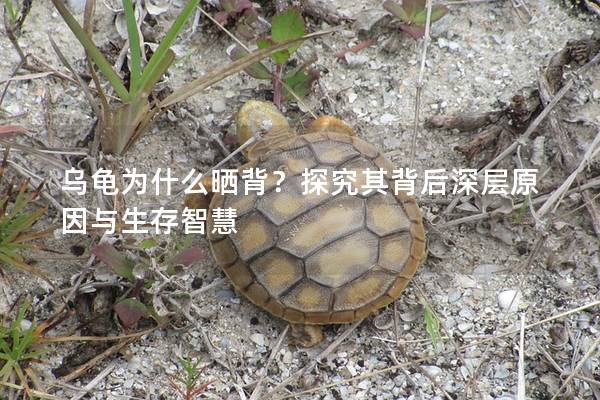 乌龟为什么晒背？探究其背后深层原因与生存智慧