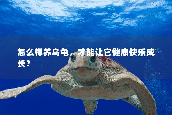 怎么样养乌龟，才能让它健康快乐成长？