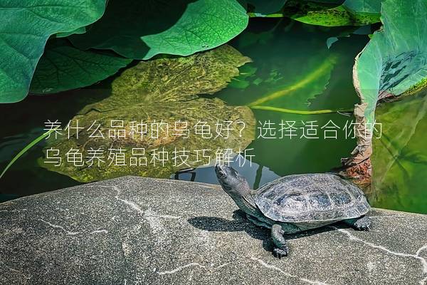 养什么品种的乌龟好？选择适合你的乌龟养殖品种技巧解析
