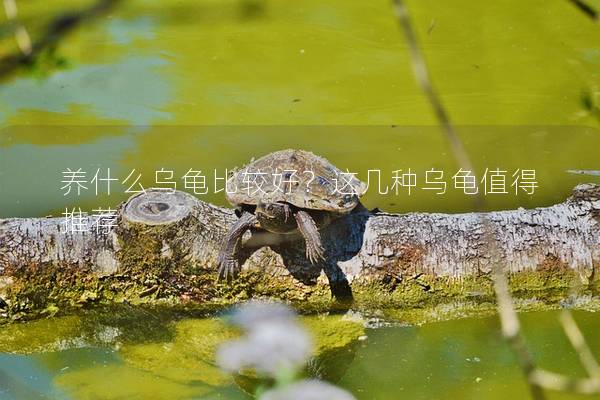 养什么乌龟比较好？这几种乌龟值得推荐