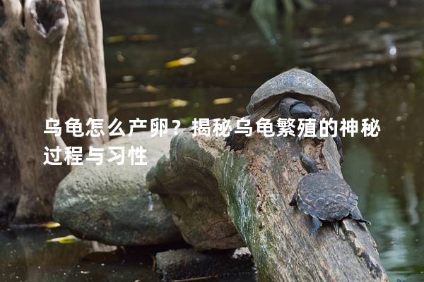 乌龟怎么产卵？揭秘乌龟繁殖的神秘过程与习性