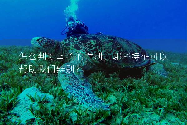 怎么判断乌龟的性别，哪些特征可以帮助我们辨别？