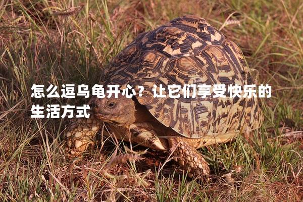 怎么逗乌龟开心？让它们享受快乐的生活方式