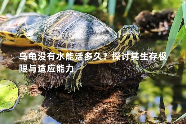 乌龟没有水能活多久？探讨其生存极限与适应能力