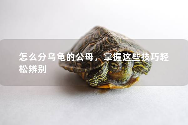 怎么分乌龟的公母，掌握这些技巧轻松辨别