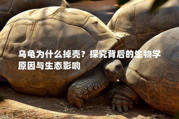 乌龟为什么掉壳？探究背后的生物学原因与生态影响
