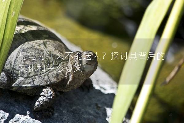 乌龟为什么不能送人？探讨其背后的文化和生态意义