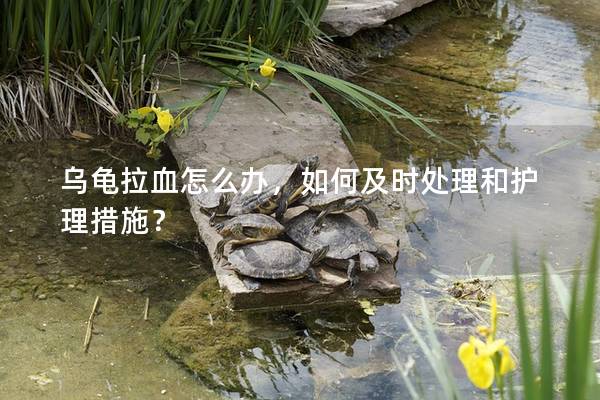 乌龟拉血怎么办，如何及时处理和护理措施？