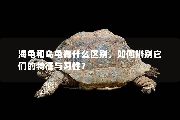 海龟和乌龟有什么区别，如何辨别它们的特征与习性？