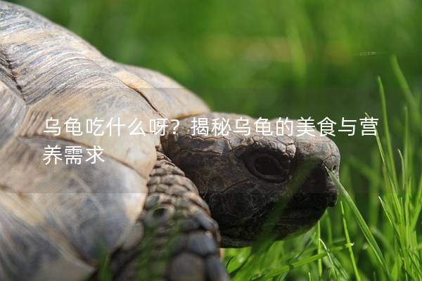 乌龟吃什么呀？揭秘乌龟的美食与营养需求