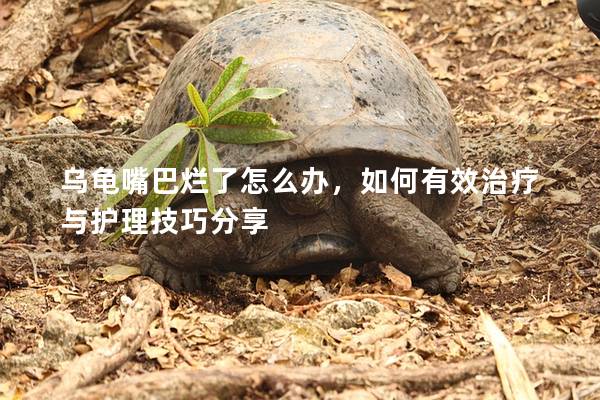 乌龟嘴巴烂了怎么办，如何有效治疗与护理技巧分享
