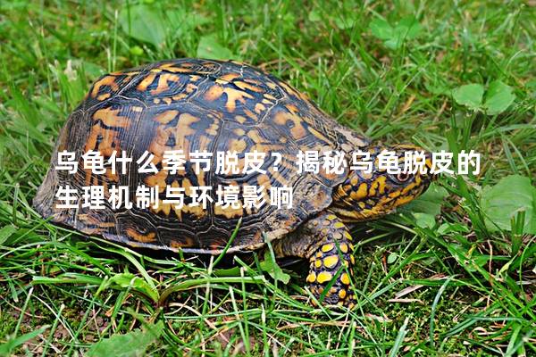 乌龟什么季节脱皮？揭秘乌龟脱皮的生理机制与环境影响