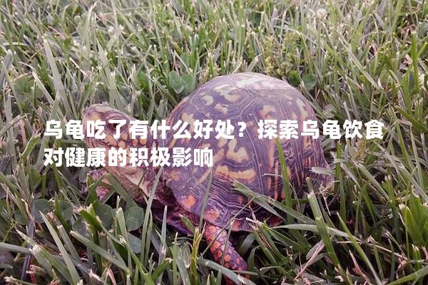 乌龟吃了有什么好处？探索乌龟饮食对健康的积极影响