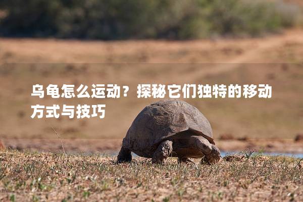 乌龟怎么运动？探秘它们独特的移动方式与技巧