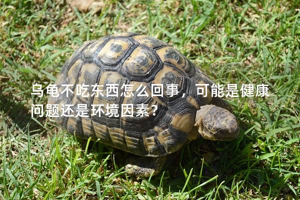 乌龟不吃东西怎么回事，可能是健康问题还是环境因素？